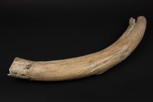 Mammoth Tusk 