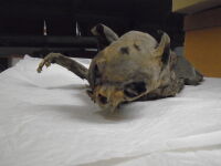 Mummified cat